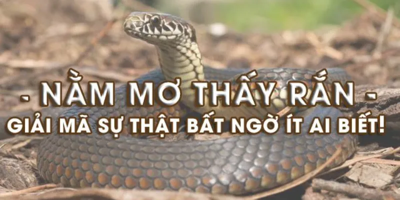 Tìm hiểu về giấc mơ thấy rắn tại KuBet