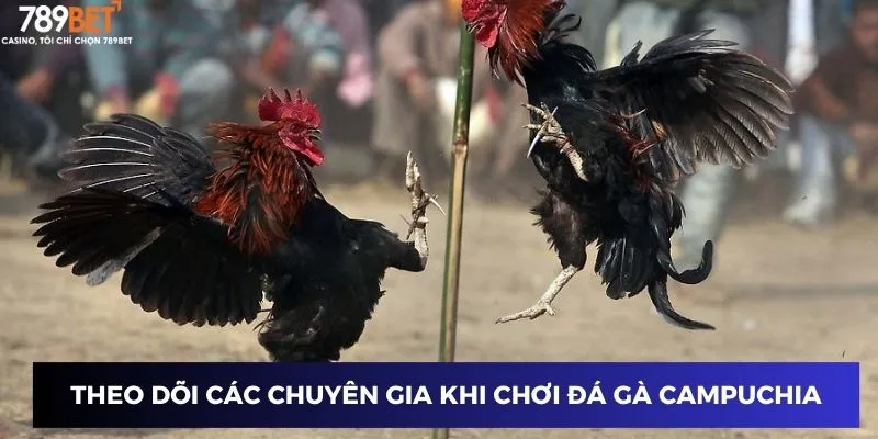 Theo dõi các chuyên gia khi chơi đá gà Campuchia Trực Tuyến
