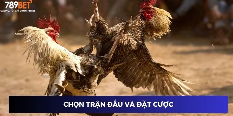 Chọn trận đấu và đặt cược