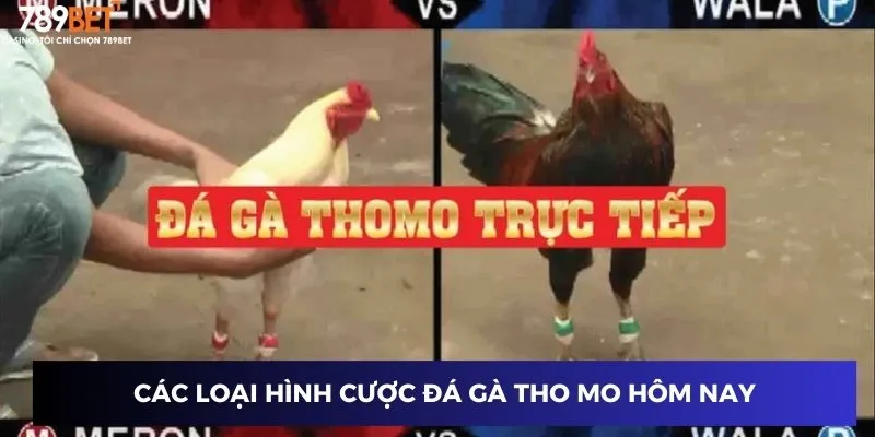 Các loại hình cược đá gà tho mo hôm nay