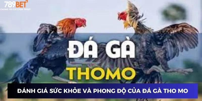Đánh giá sức khỏe và phong độ của đá gà tho mo