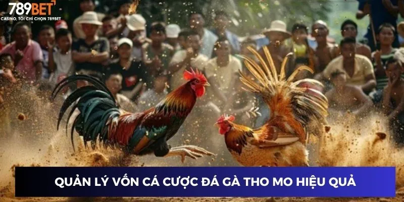 Quản lý vốn cá cược đá gà tho mo hiệu quả
