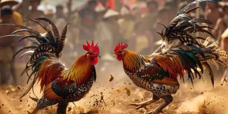 Đá Gà Chọi Thái Lan - Cuộc Đọ Sức Đỉnh Cao Của Chiến Kê 2 Đá gà chọi Thái Lan tại Kubet nổi tiếng đầu năm 2025